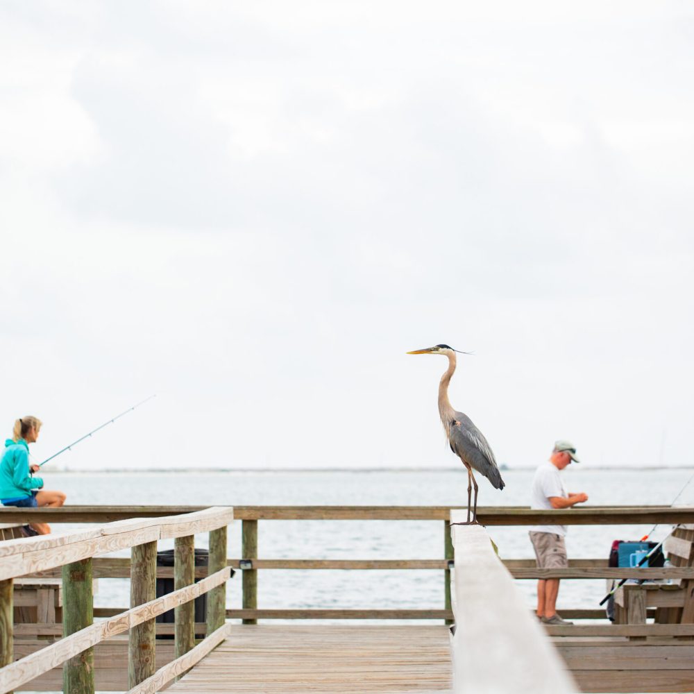 A person sits fishing on a pier, another stands nearby with a fishing rod, a heron is perched on the railing, and an American flag waves in the background over the water.